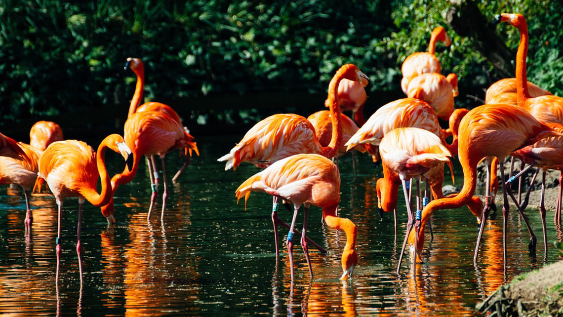 Ten fun facts about Cuba’s Caribbean flamingos