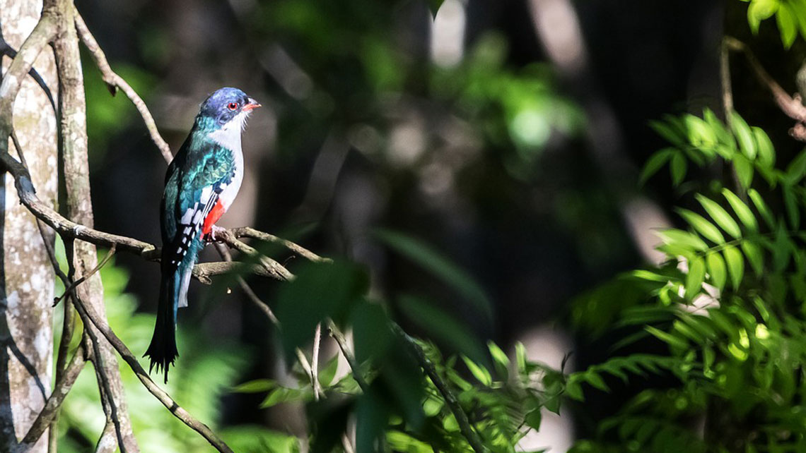 Five fun facts about Cuba's natural wildlife