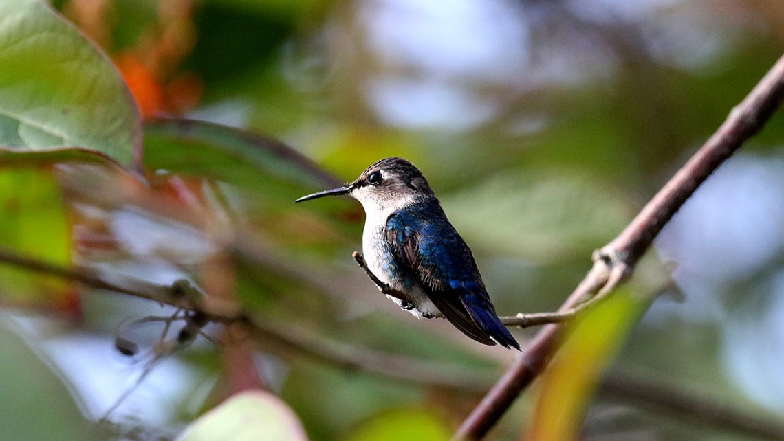 Ten fun facts about the world's smallest bird: Cuba's "bee hummingbird"